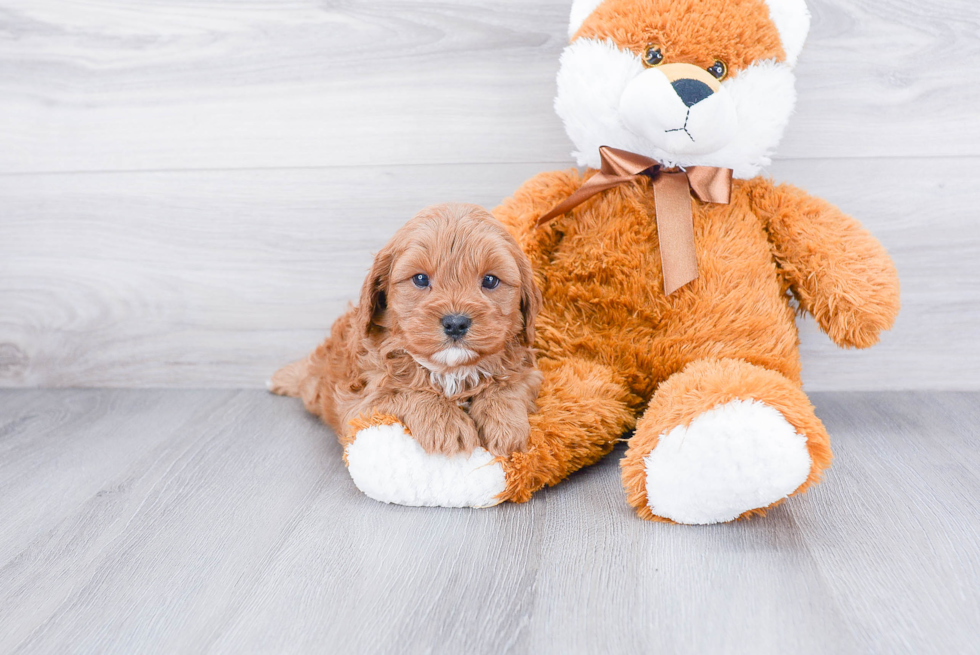 Small Cavapoo Baby