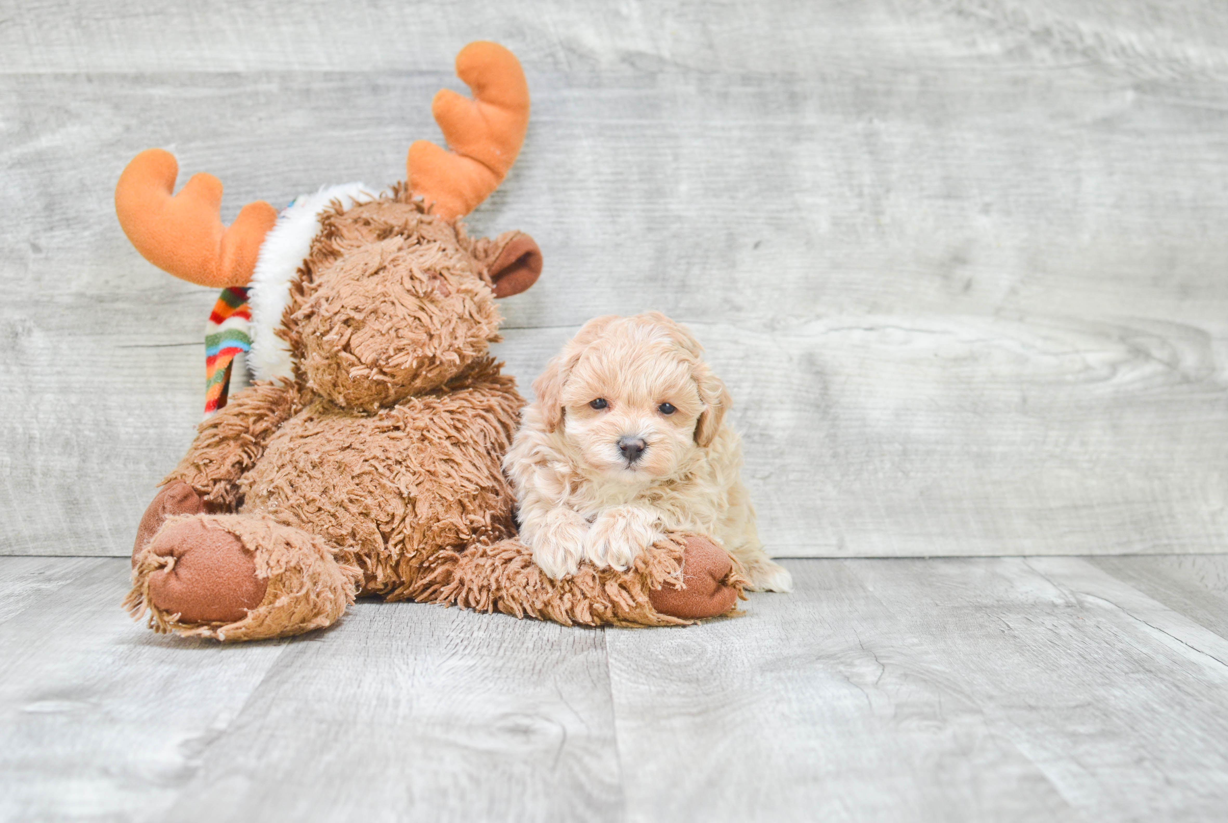 Maltipoo Pup Being Cute