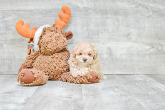 Maltipoo Pup Being Cute