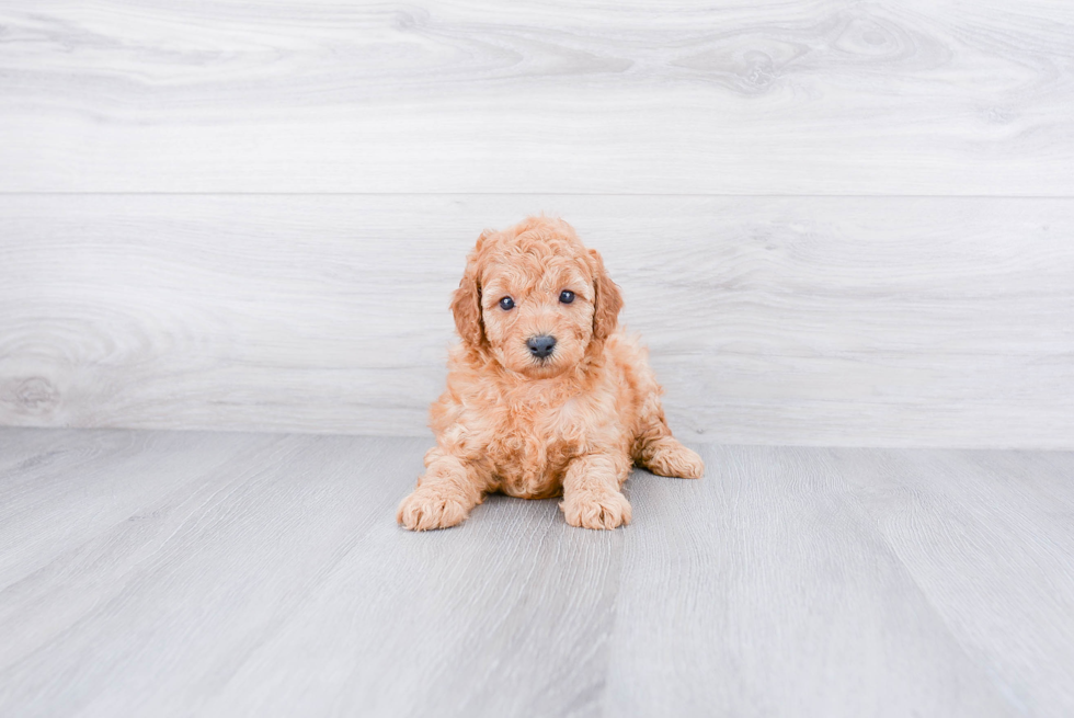 Adorable Golden Retriever Poodle Mix Puppy