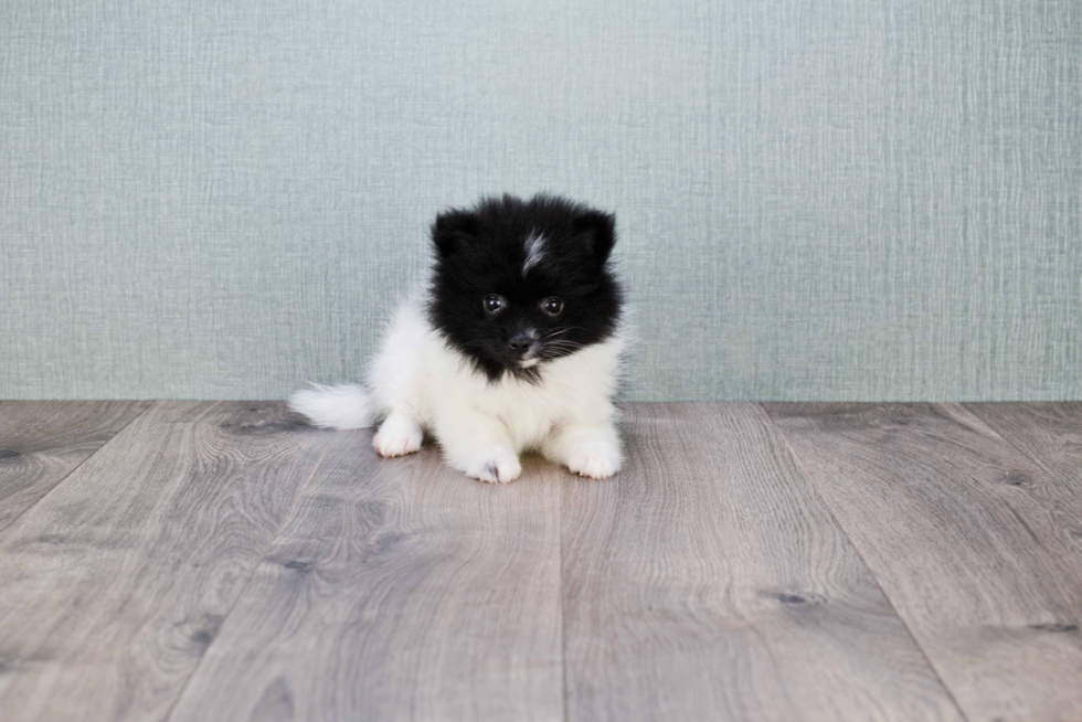 Pomeranian Puppy for Adoption