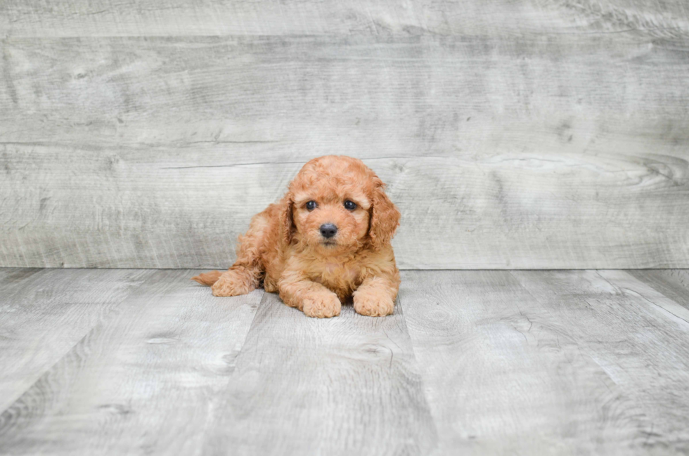 Friendly Cavapoo Baby