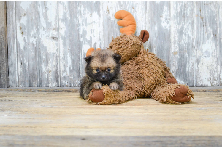 Petite Pomeranian Purebred Puppy