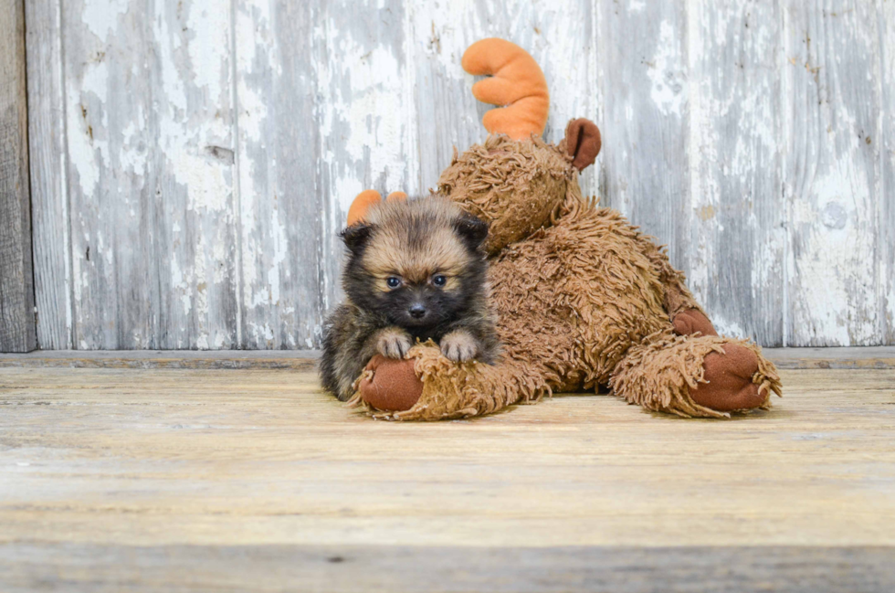 Petite Pomeranian Purebred Puppy