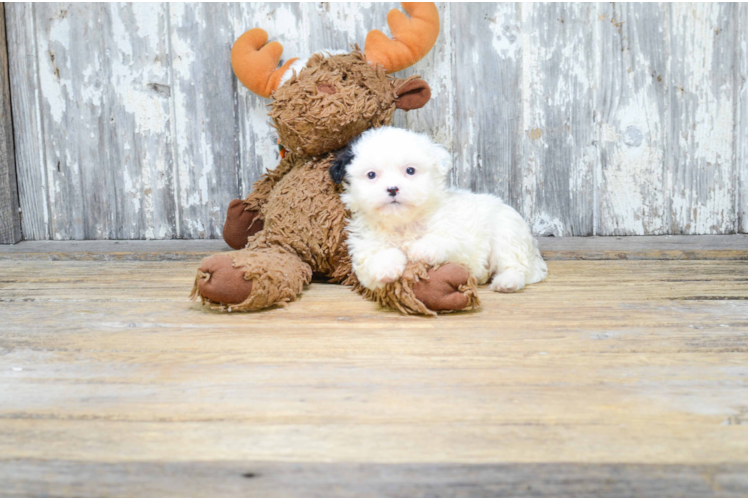 Teddy Bear Puppy for Adoption