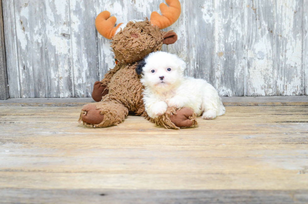 Teddy Bear Puppy for Adoption