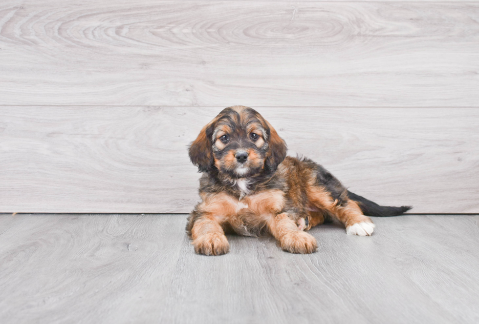 Small Mini Bernedoodle Baby