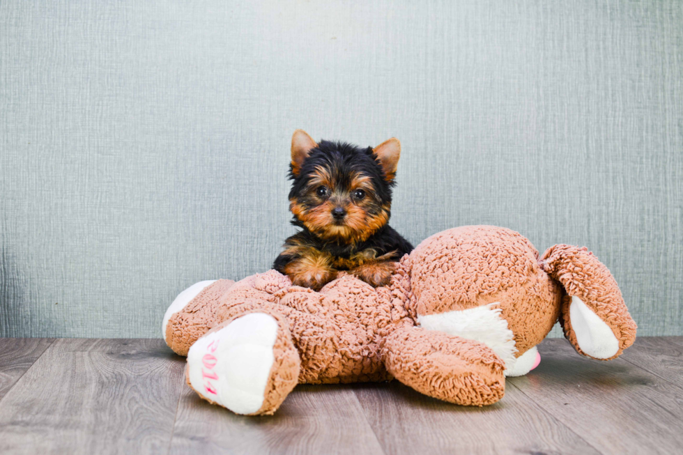 Meet Ronaldo - our Yorkshire Terrier Puppy Photo 