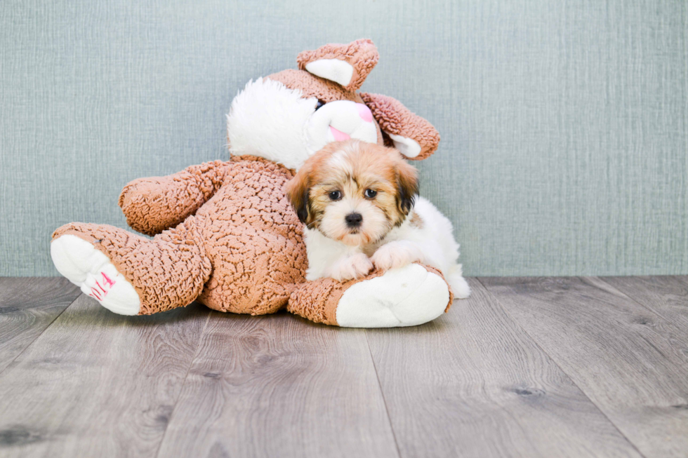 Teddy Bear Pup Being Cute