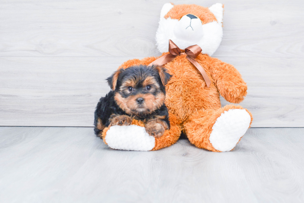 Meet Snickers - our Yorkshire Terrier Puppy Photo 