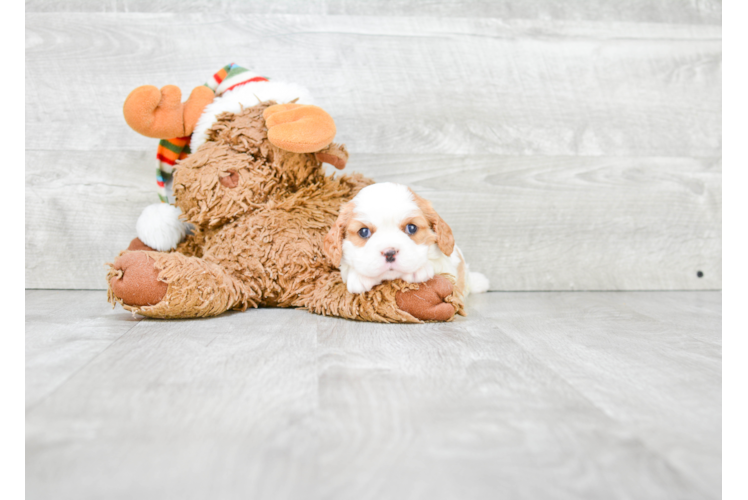 Best Cavalier King Charles Spaniel Baby