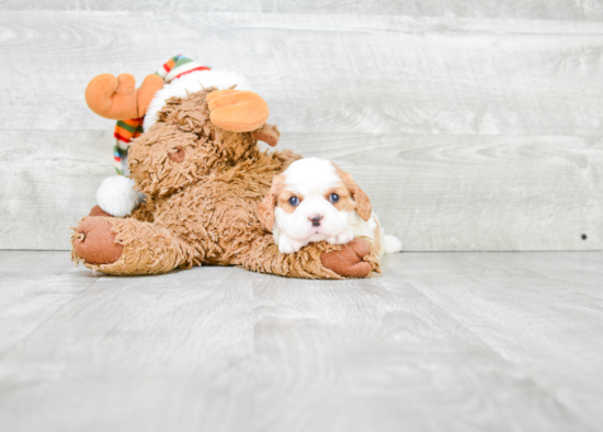 Best Cavalier King Charles Spaniel Baby