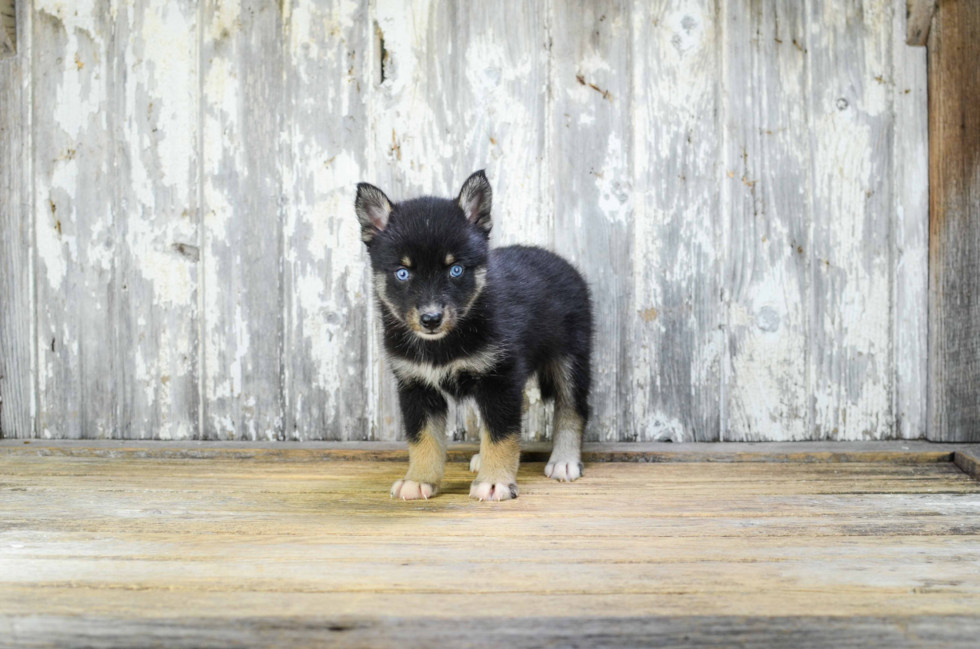 Adorable Mini Husky Designer Puppy