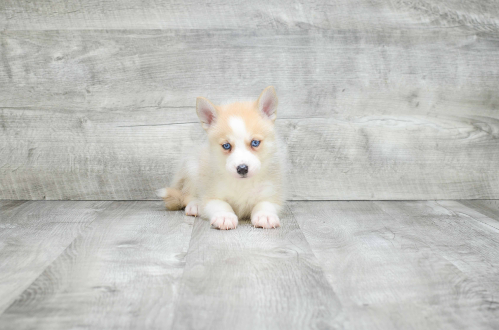 Pomsky Pup Being Cute