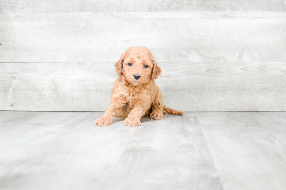 Mini Goldendoodle Puppy for Adoption