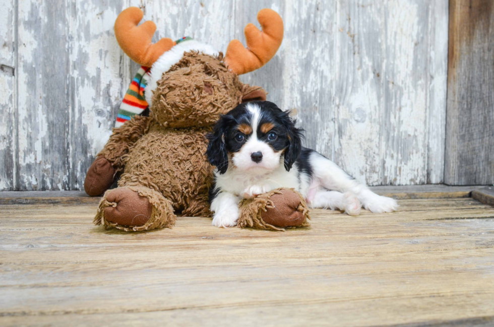 Happy Cavalier King Charles Spaniel Purebred Puppy