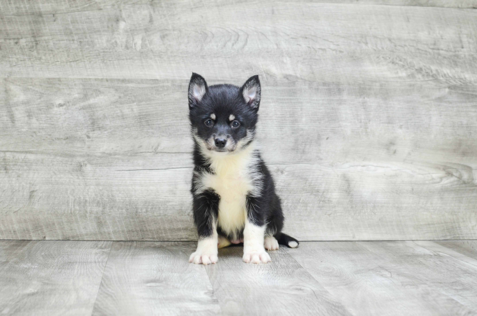 Pomsky Puppy for Adoption