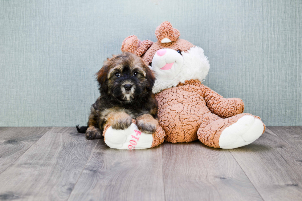 Small Havanese Baby