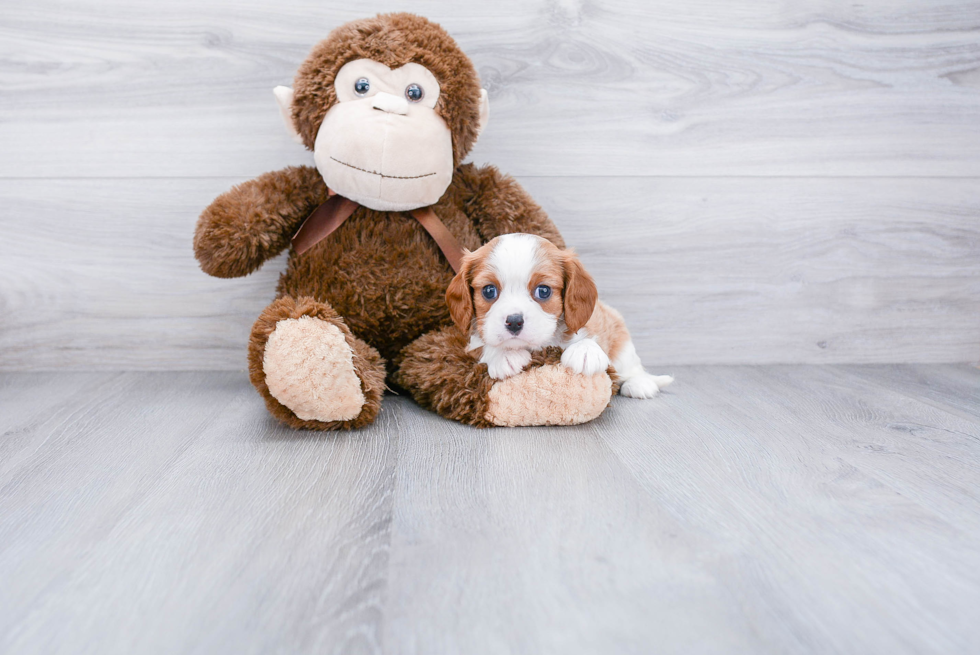 Hypoallergenic Cavalier King Charles Spaniel Baby