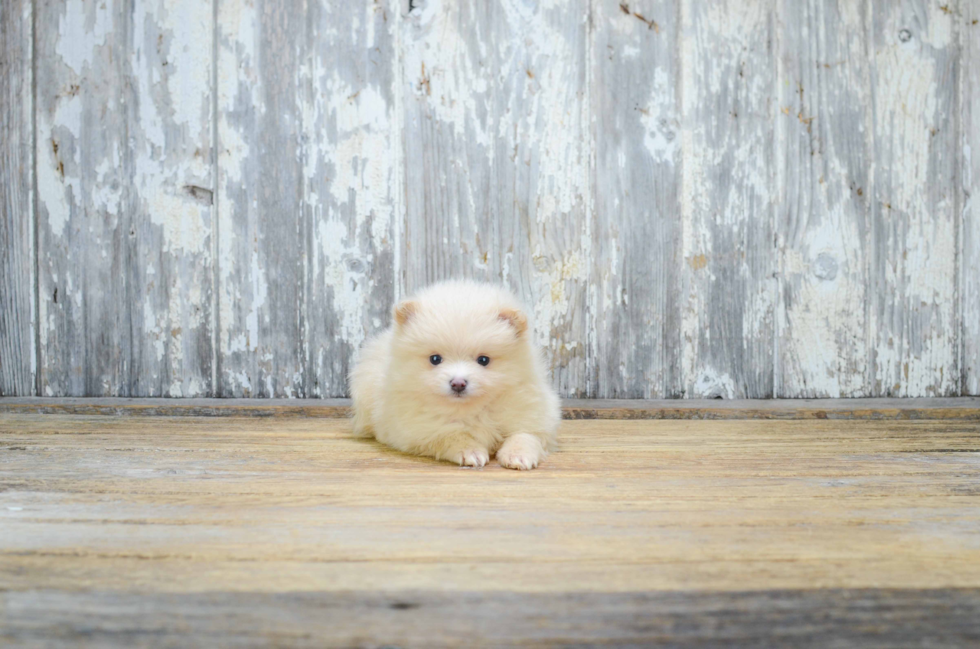 Small Pomeranian Purebred Pup