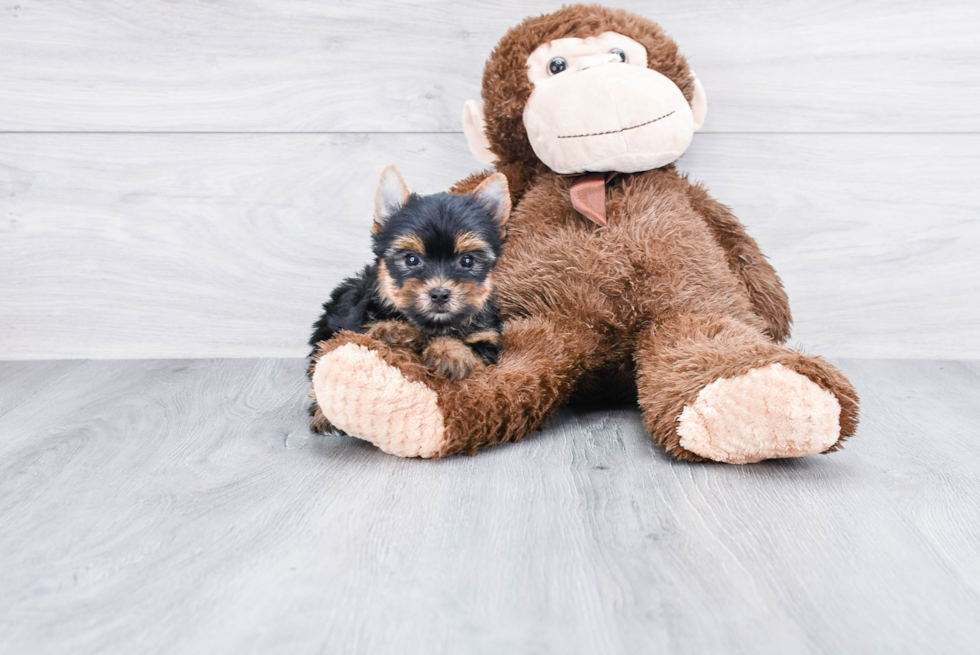 Meet Twinkle - our Yorkshire Terrier Puppy Photo 