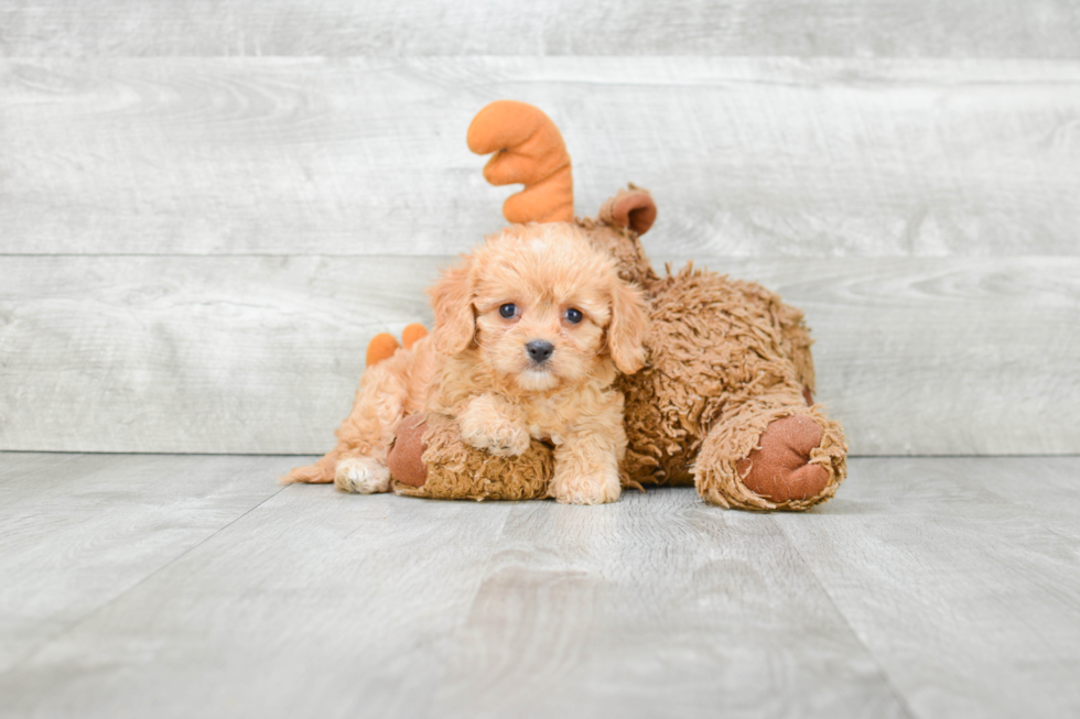 Best Cavachon Baby