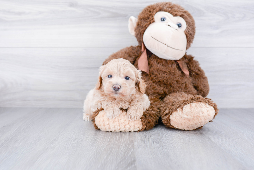 Friendly Maltipoo Baby