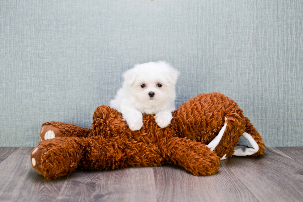 Hypoallergenic Maltese Purebred Pup