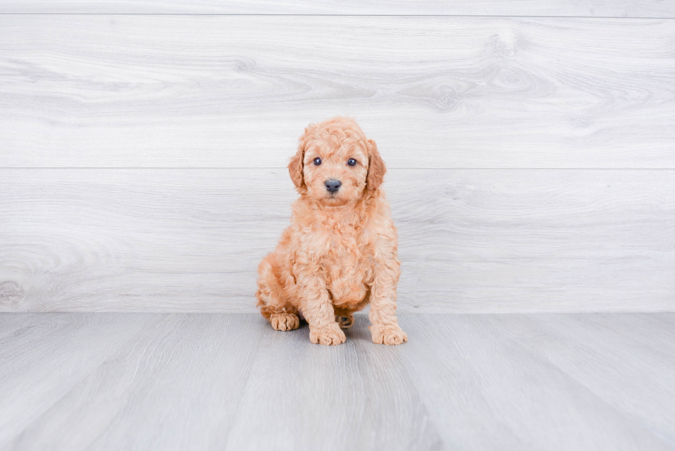 Mini Goldendoodle Puppy for Adoption