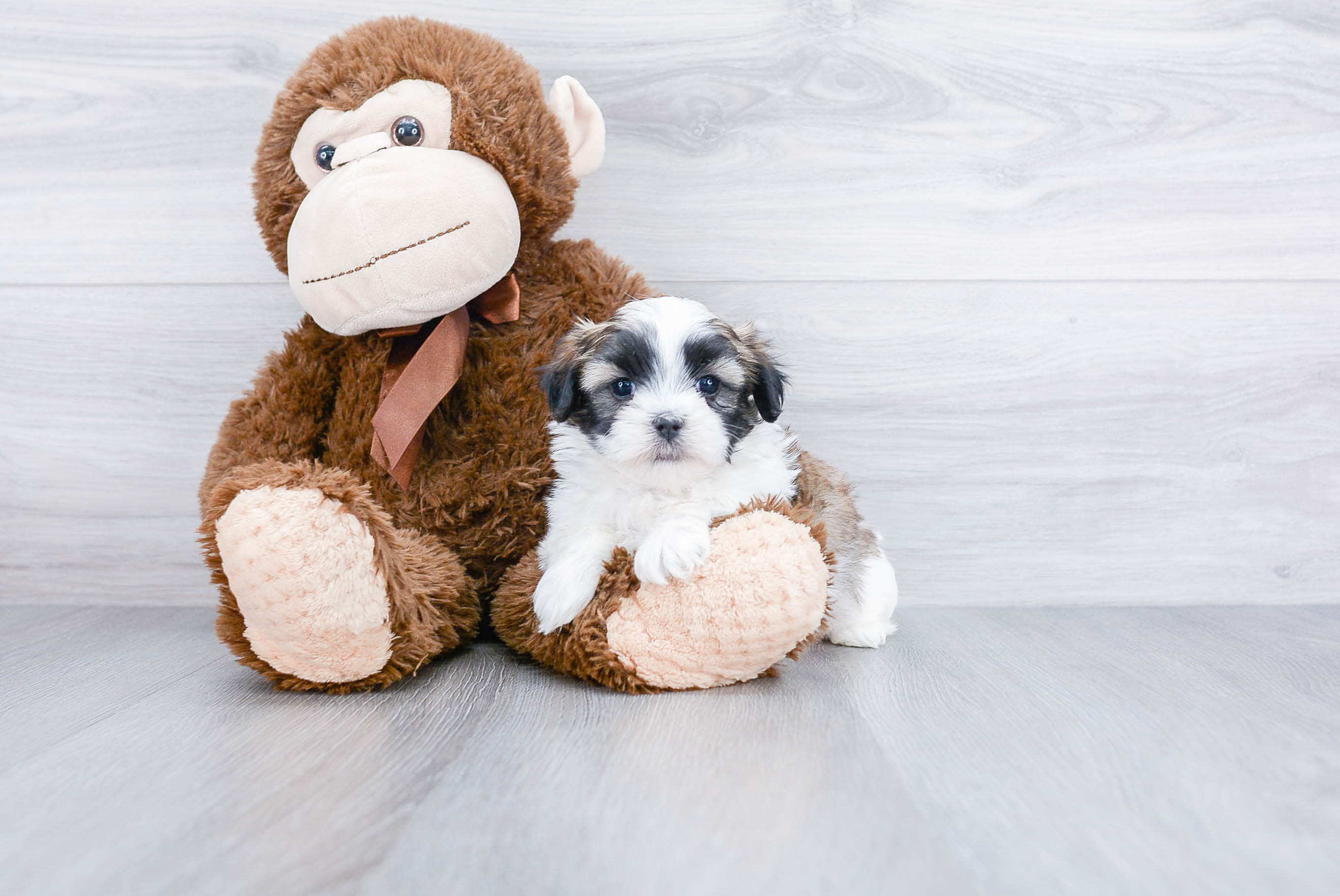 Popular Teddy Bear Designer Pup