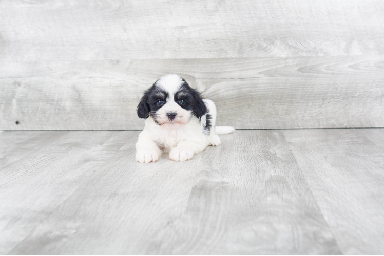 Havanese Puppy for Adoption