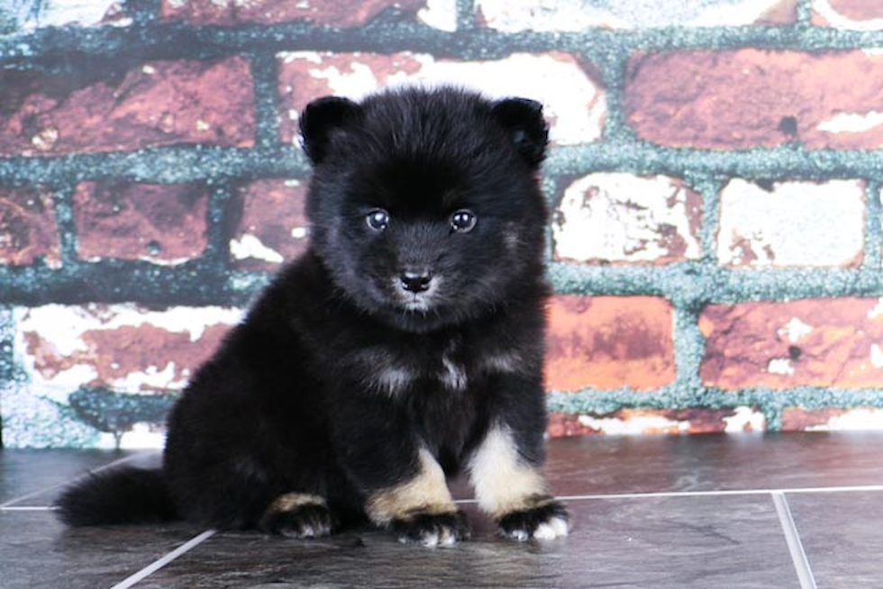 Playful Mini Husky Designer Puppy