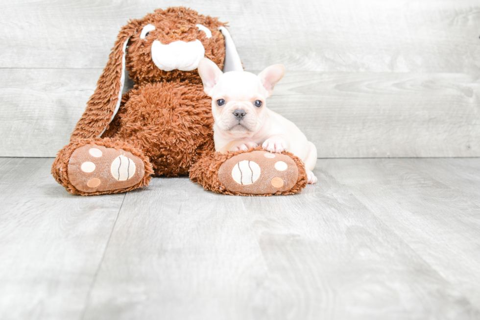 French Bulldog Puppy for Adoption