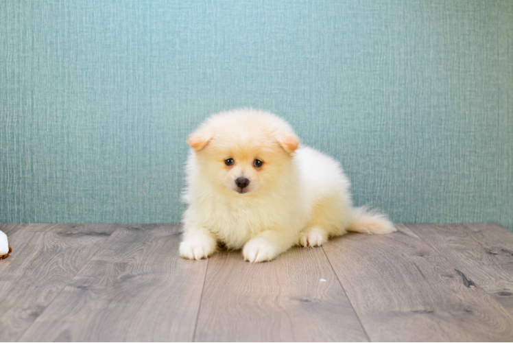 Pomeranian Puppy for Adoption