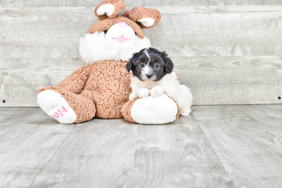 Best Havanese Baby