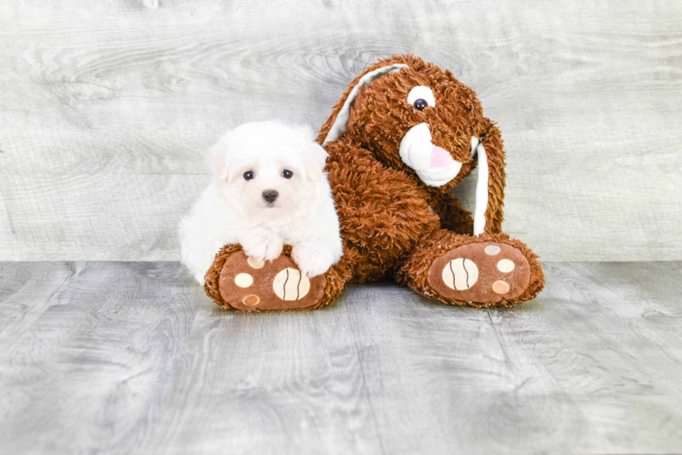 Adorable Maltese Purebred Puppy