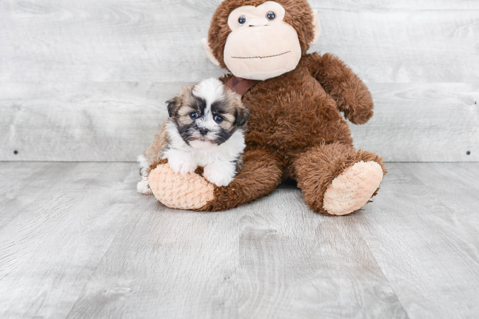 Friendly Havanese Baby