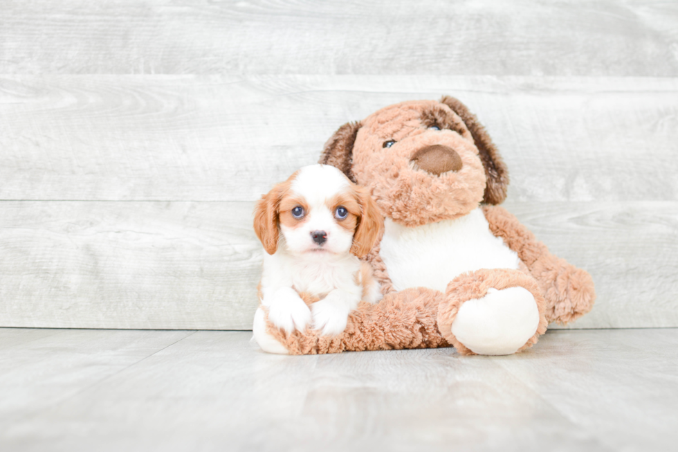 Hypoallergenic Cavalier King Charles Spaniel Baby