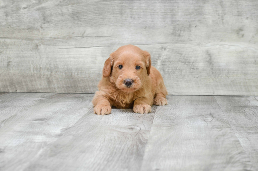 Mini Goldendoodle Pup Being Cute