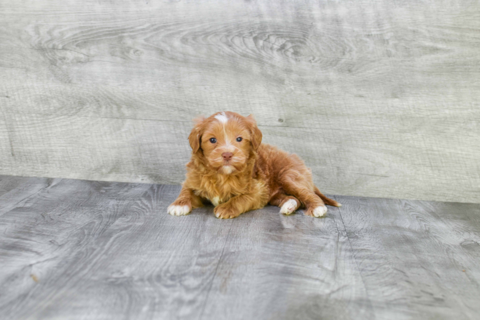 Mini Goldendoodle Pup Being Cute