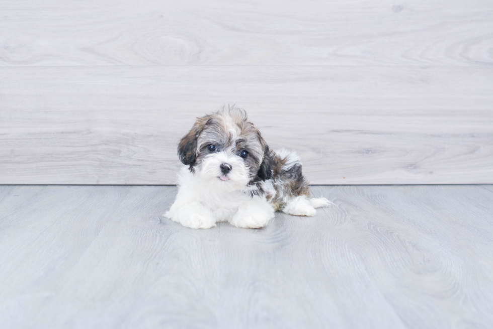 Havanese Puppy for Adoption