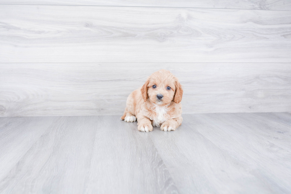 Funny Cavapoo Poodle Mix Pup