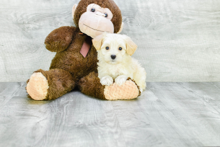 Little Maltese Poodle Poodle Mix Puppy