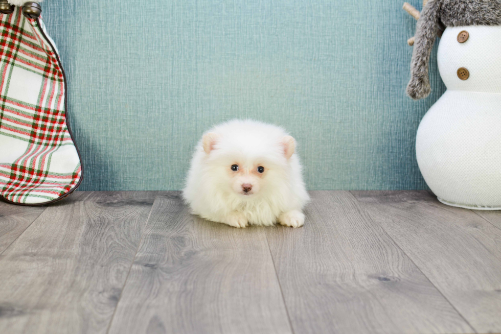 Pomeranian Puppy for Adoption