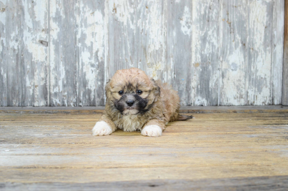 Teddy Bear Pup Being Cute