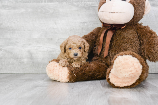 Energetic Pudle Purebred Puppy