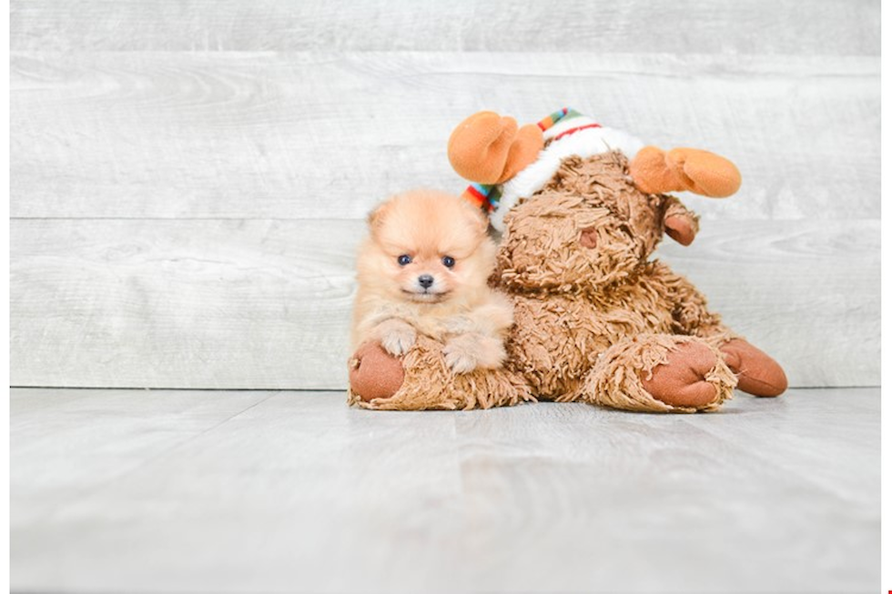 Popular Pomeranian Purebred Pup