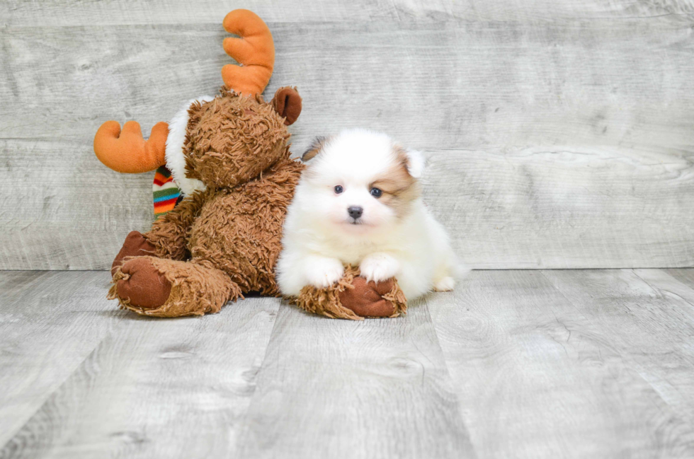 Smart Pomeranian Purebred Puppy