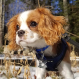 Funny Cavalier King Charles Spaniel Purebred Pup