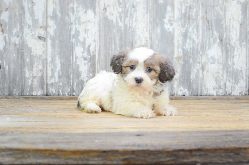 Hypoallergenic Shi Chon Designer Puppy